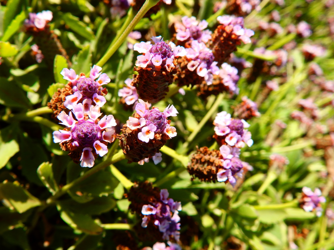 Turkey Tangle Frogfruit - Phyla nodiflora San Simeon Bay,CA, US Fall,Geotagged,Phyla nodiflora,Turkey Tangle Frogfruit,United States