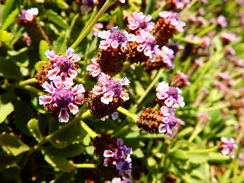Turkey Tangle Frogfruit - Phyla nodiflora San Simeon Bay,CA, US Fall,Geotagged,Phyla nodiflora,Turkey Tangle Frogfruit,United States