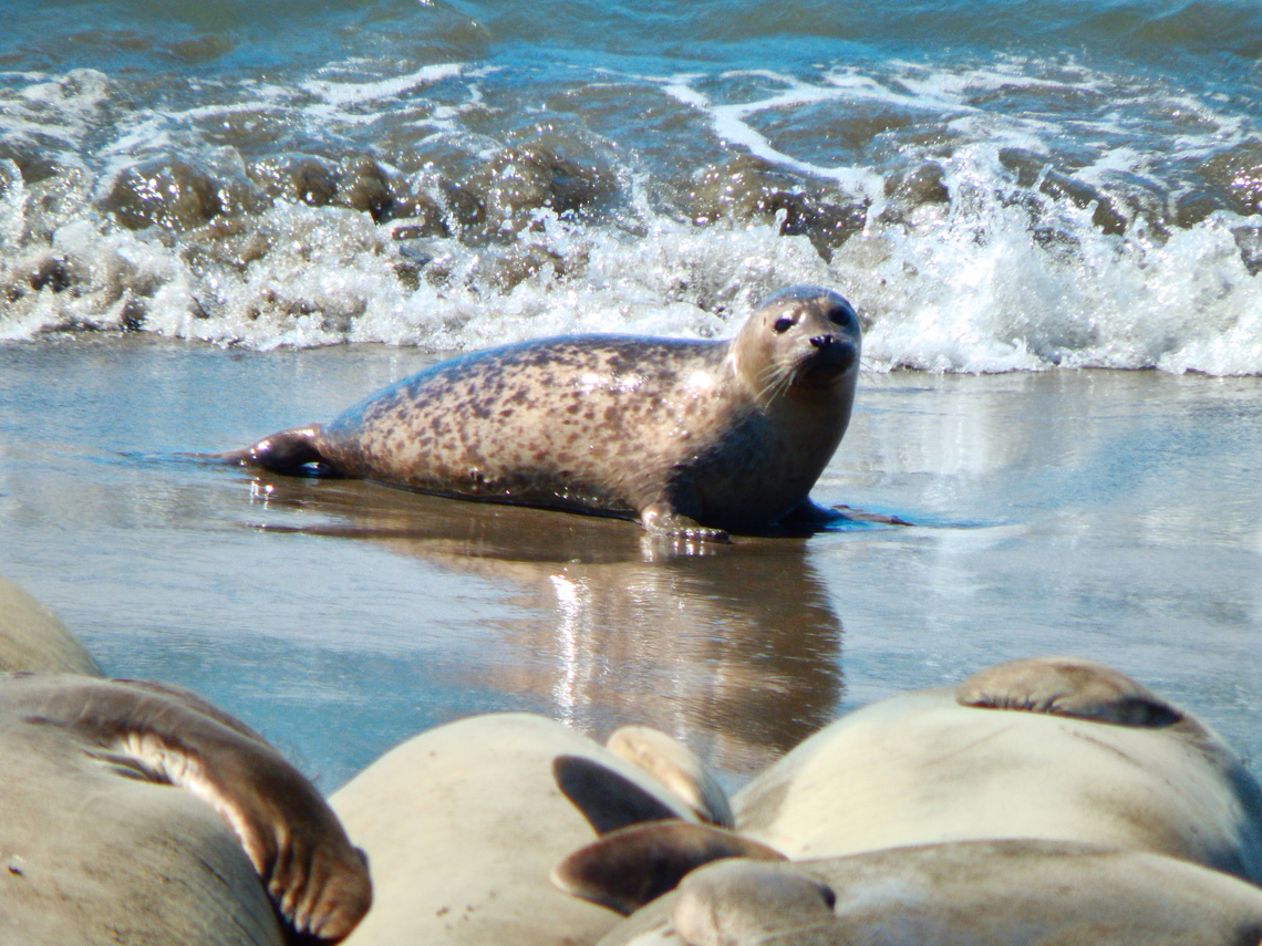 Harbor seal - Phoca vitulina Piedras Blancas Elephant Seal Rookery, CA, US<br />
 Fall,Geotagged,Harbor seal,Phoca vitulina,United States