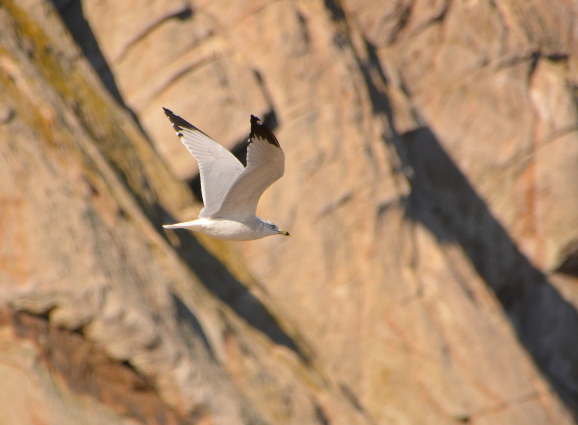 Ring-billed gull - Larus delawarensis Morro Bay, CA, US Fall,Geotagged,Larus delawarensis,Ring-billed gull,United States