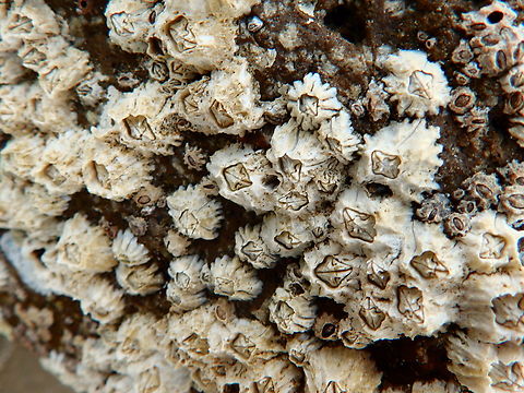 Pacific Acorn Barnacle - Balanus glandula Morro Bay, CA, US Balanus glandula,Fall,Geotagged,Pacific Acorn Barnacle,United States