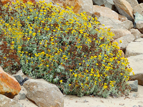 Eriophyllum staechadifolium Morro Bay, CA, US Eriophyllum staechadifolium,Fall,Geotagged,United States