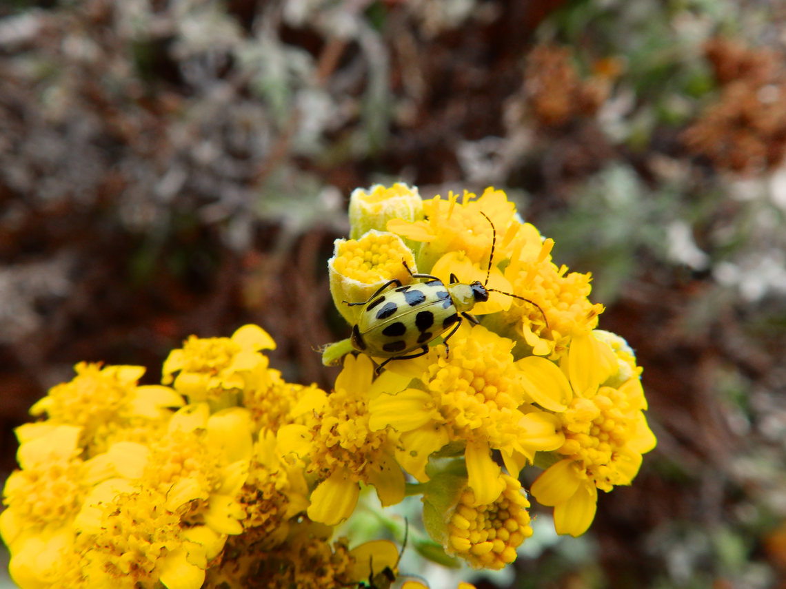 Spotted cucumber beetle - Diabrotica undecimpunctata Morro Bay, CA, US Diabrotica undecimpunctata,Fall,Geotagged,Spotted cucumber beetle,United States