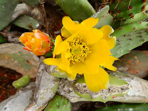 Argentine Pricklypear - Opuntia ficus-indica Morro Bay, CA, US Argentine Pricklypear,Fall,Geotagged,Opuntia ficus-indica,United States