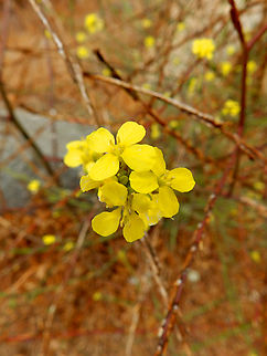 Erysimum insulare suffrutescens Morro Bay, CA, US Erysimum insulare,Fall,Geotagged,United States