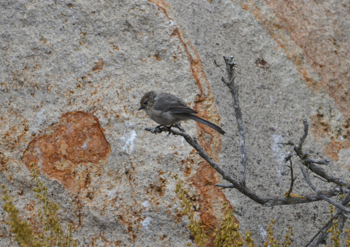American bushtit - Psaltriparus minimus Morro Bay, CA, US American bushtit,Fall,Geotagged,Psaltriparus minimus,United States