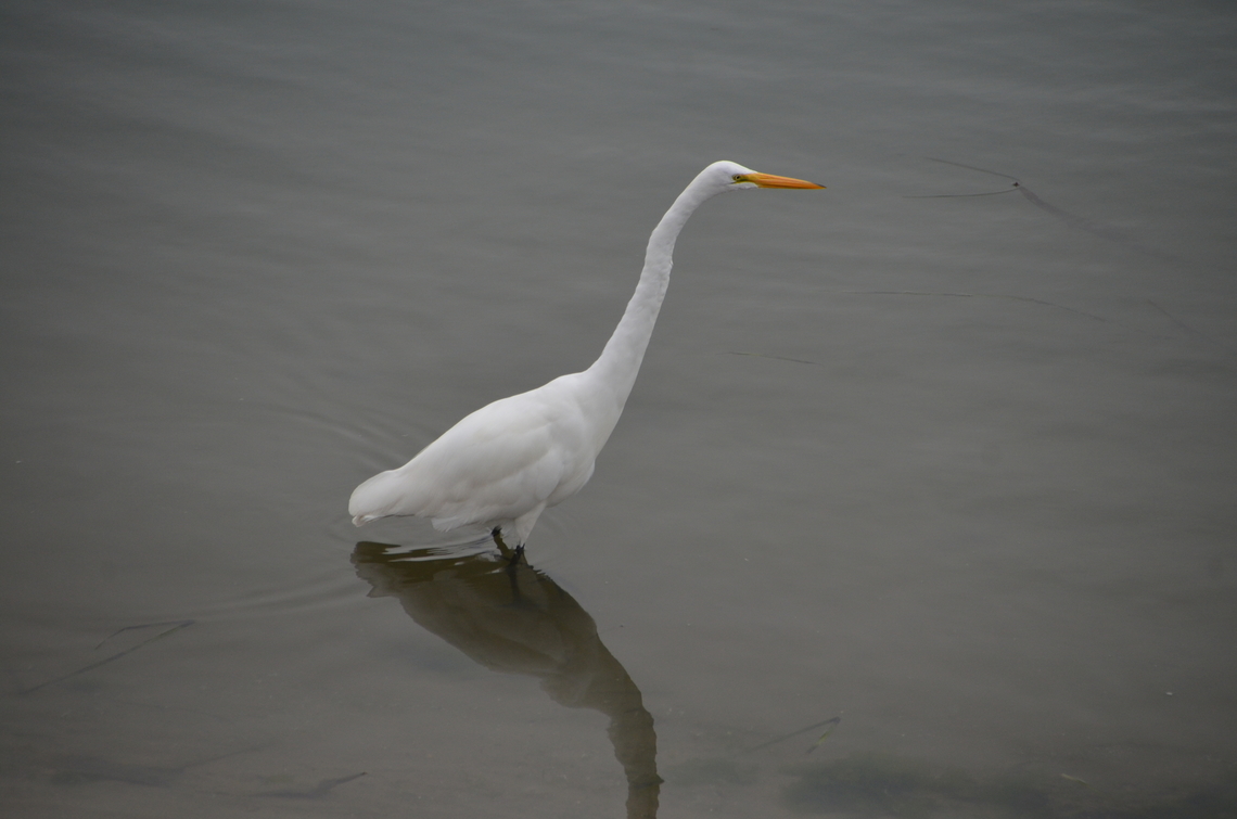 Great egret - Ardea alba Morro Bay, CA, US Ardea alba,Fall,Geotagged,Great egret,United States