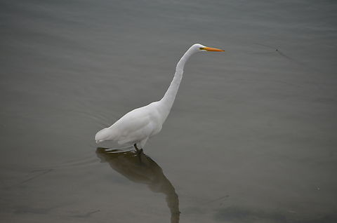 Great egret - Ardea alba Morro Bay, CA, US Ardea alba,Fall,Geotagged,Great egret,United States