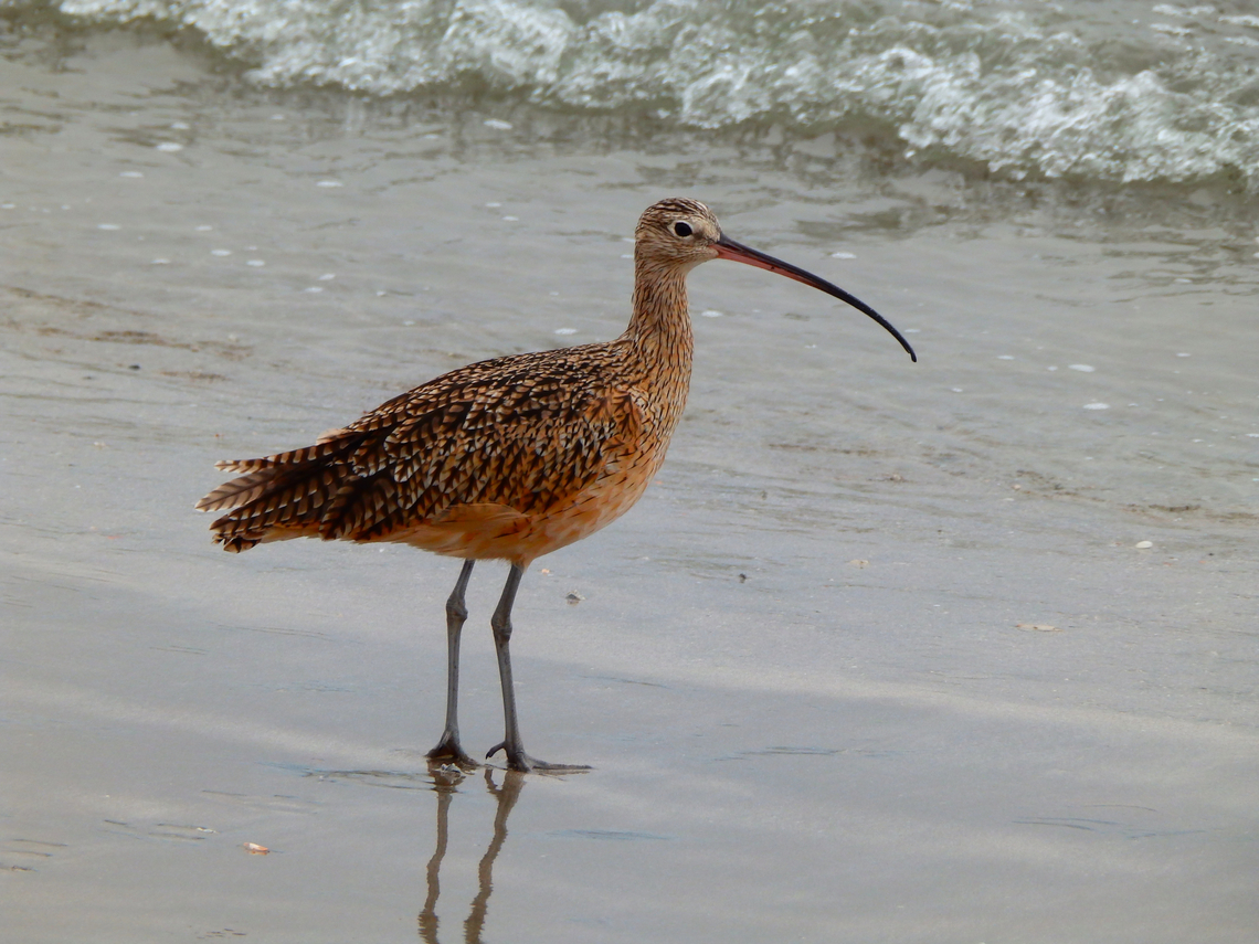 Long-billed curlew - Numenius americanus Morro Bay, CA, US Fall,Geotagged,Long-billed curlew,Numenius americanus,United States