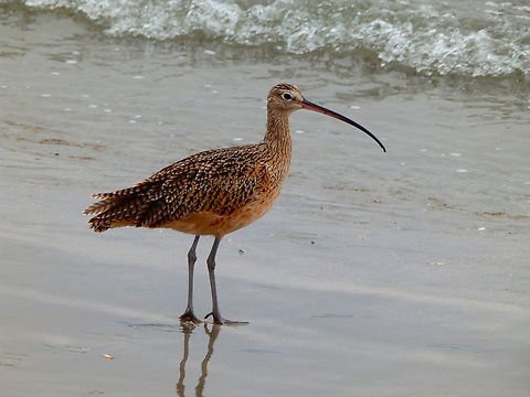 Long-billed curlew - Numenius americanus Morro Bay, CA, US Fall,Geotagged,Long-billed curlew,Numenius americanus,United States