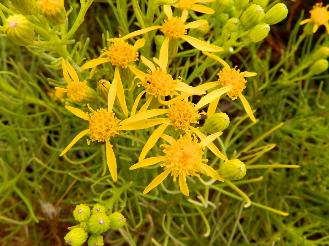 Senecio blochmaniae Morro Bay, CA, US Fall,Geotagged,Senecio blochmaniae,United States