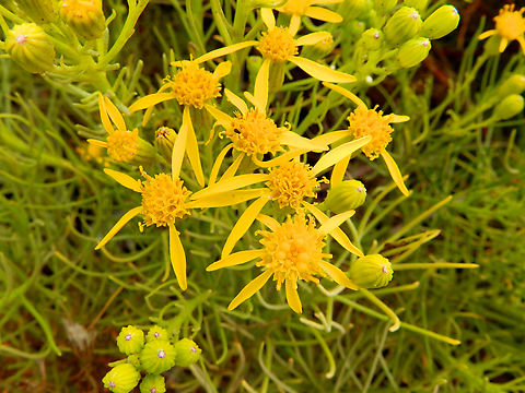 Senecio blochmaniae Morro Bay, CA, US Fall,Geotagged,Senecio blochmaniae,United States