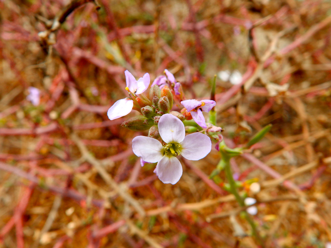 Cardamine californica Morro Bay, CA, US Cardamine californica,Fall,Geotagged,United States