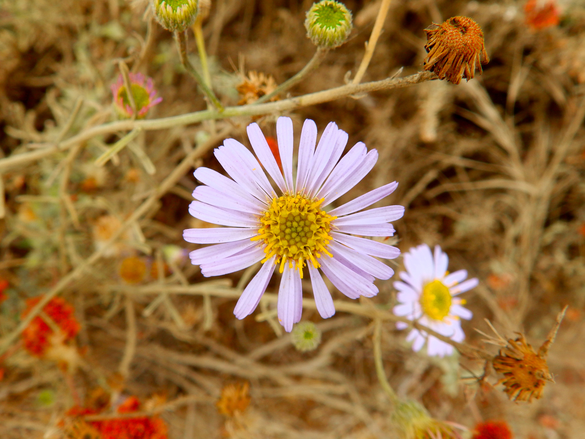 Corethrogyne filaginifolia Morro Bay, CA, US Corethrogyne filaginifolia,Fall,Geotagged,United States