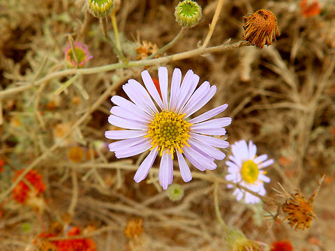 Corethrogyne filaginifolia Morro Bay, CA, US Corethrogyne filaginifolia,Fall,Geotagged,United States