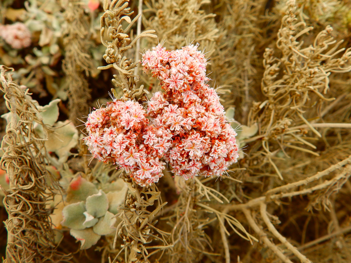 Dune buckwheat - Eriogonum parvifolium Morro Bay, CA, US Dune buckwheat,Eriogonum parvifolium,Fall,Geotagged,United States