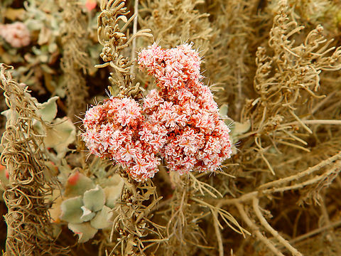 Dune buckwheat - Eriogonum parvifolium Morro Bay, CA, US Dune buckwheat,Eriogonum parvifolium,Fall,Geotagged,United States