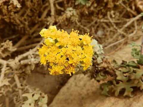 Eriophyllum staechadifolium Morro Bay, CA, US Eriophyllum staechadifolium,Fall,Geotagged,United States
