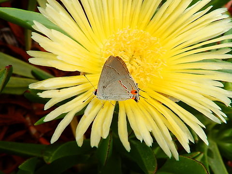 Gray Hairstreak - Strymon melinus Morro Bay, CA, US Fall,Geotagged,Gray Hairstreak,Strymon melinus,United States