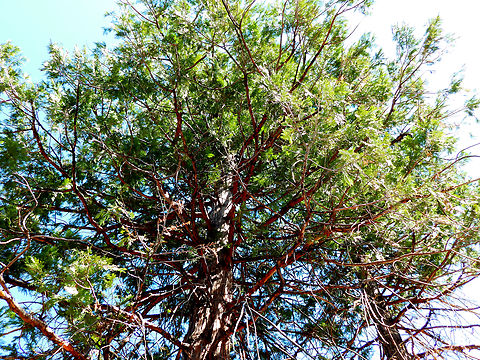 California incense cedar - Calocedrus decurrens Kings Canyon National Park, CA. US Calocedrus decurrens,Geotagged,Summer,United States