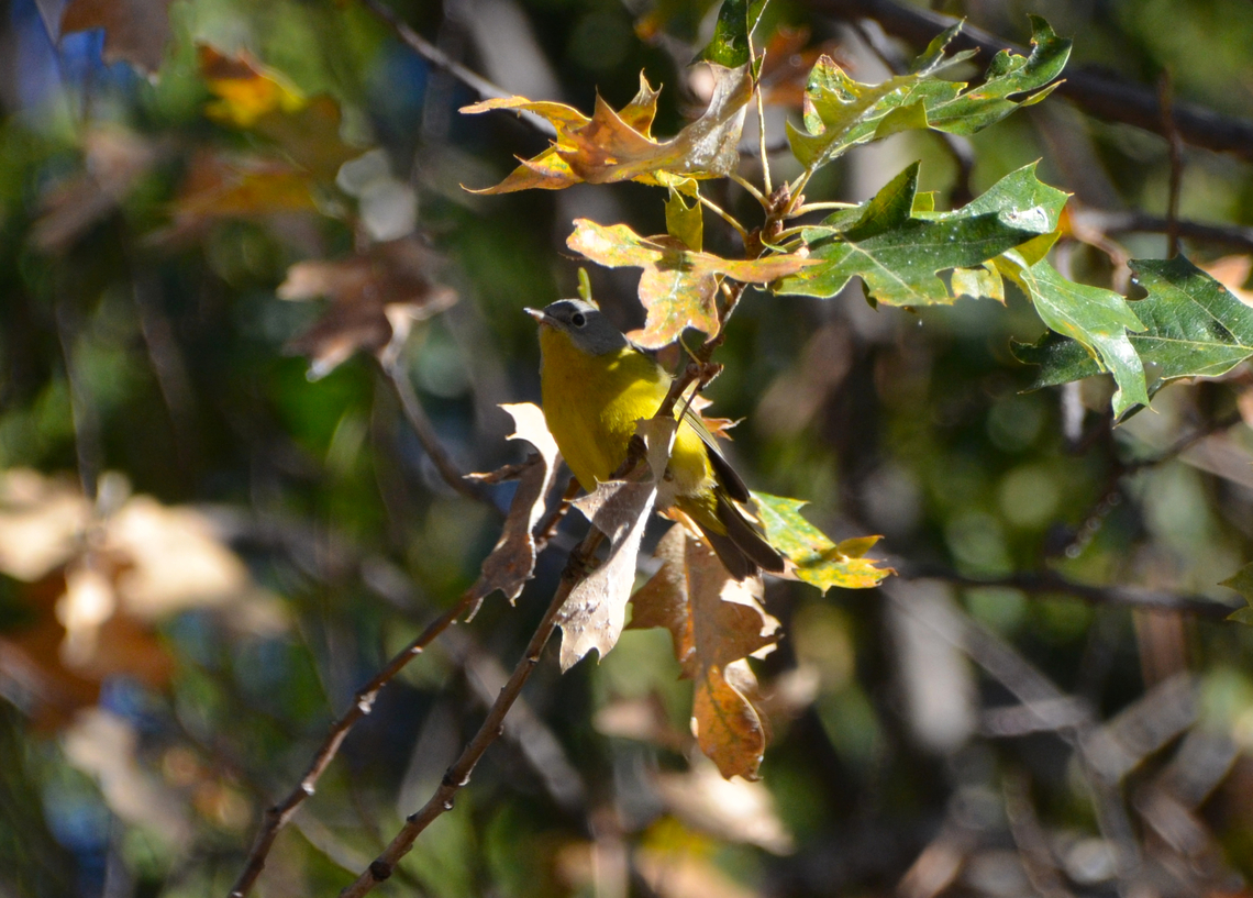 Nashville warbler - Leiothlypis ruficapilla Kings Canyon National Park, CA. US Geotagged,Leiothlypis ruficapilla,Nashville warbler,Summer,United States