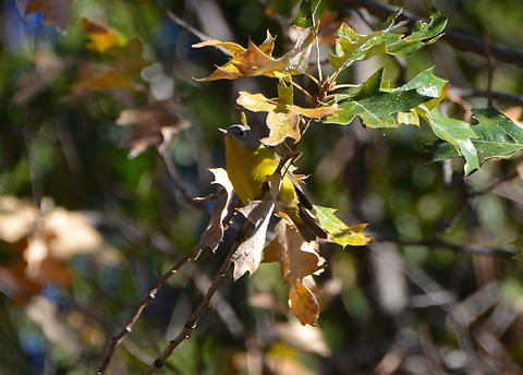 Nashville warbler - Leiothlypis ruficapilla Kings Canyon National Park, CA. US Geotagged,Leiothlypis ruficapilla,Nashville warbler,Summer,United States