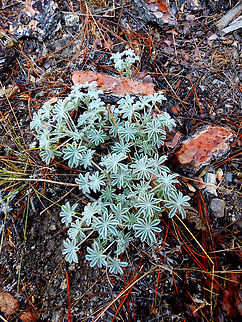 Dwarf lupine - Lupinus lepidus Kings Canyon National Park, CA. US Dwarf lupine,Geotagged,Lupinus lepidus,Summer,United States