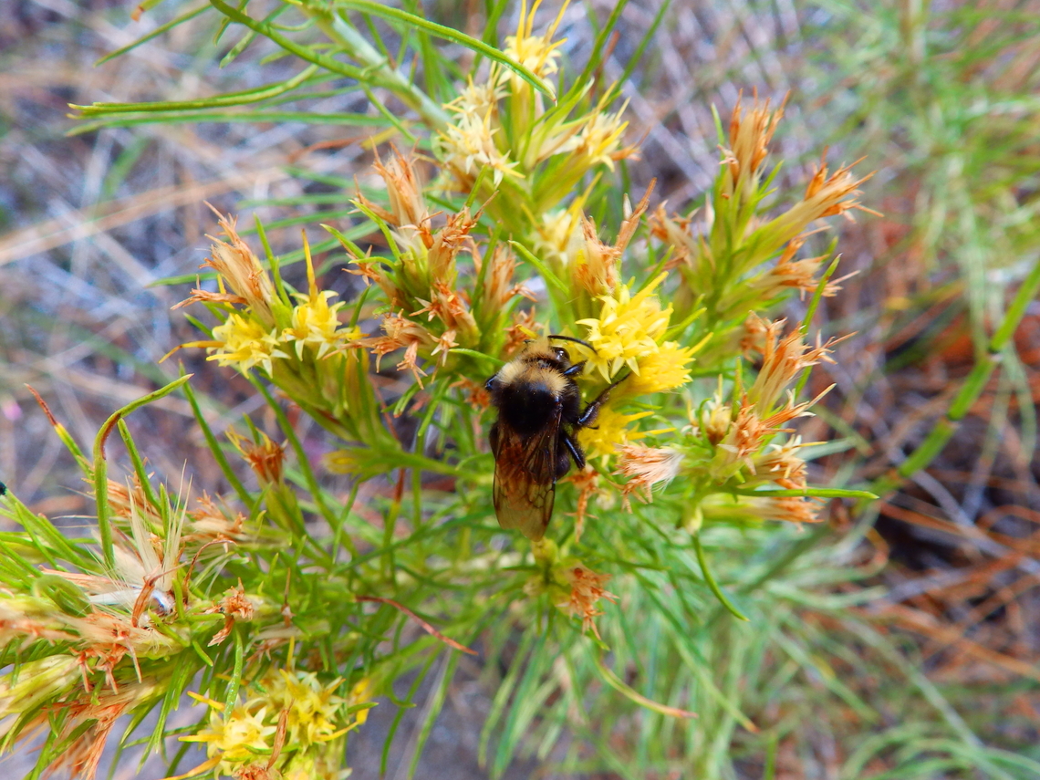 Yellow-faced Bumble Bee - Bombus vosnesenskii Kings Canyon National Park, CA. US Bombus vosnesenskii,Geotagged,Summer,United States,Yellow-faced Bumble Bee