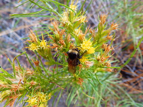 Yellow-faced Bumble Bee - Bombus vosnesenskii Kings Canyon National Park, CA. US Bombus vosnesenskii,Geotagged,Summer,United States,Yellow-faced Bumble Bee