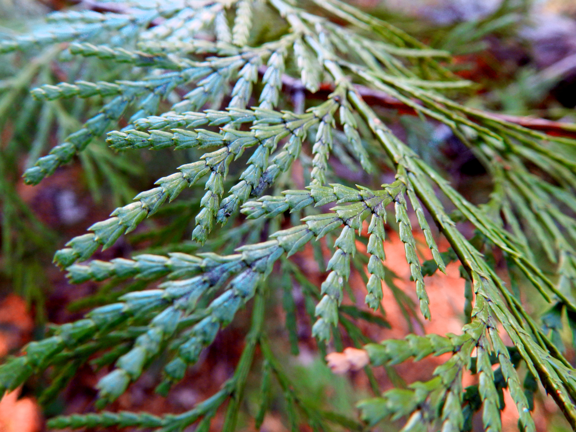 California incense cedar - Calocedrus decurrens Kings Canyon National Park, CA. US Calocedrus decurrens,Geotagged,Summer,United States