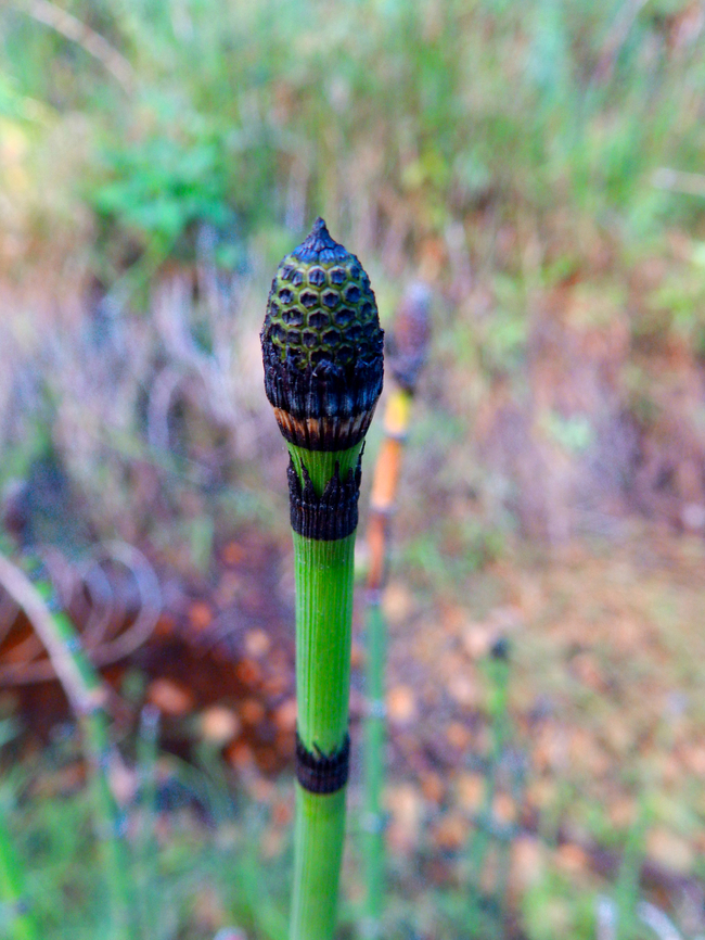 Scouring rush - Equisetum hyemale Kings Canyon National Park, CA. US Equisetum hyemale,Geotagged,Scouring rush,Summer,United States