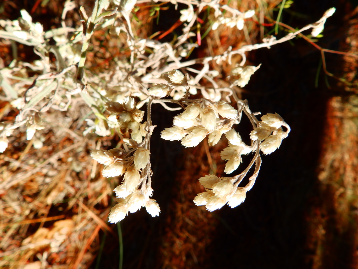Pseudognaphalium_californicum Kings Canyon National Park, CA. US Geotagged,Pseudognaphalium californicum,Summer,United States