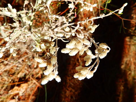 Pseudognaphalium_californicum Kings Canyon National Park, CA. US Geotagged,Pseudognaphalium californicum,Summer,United States