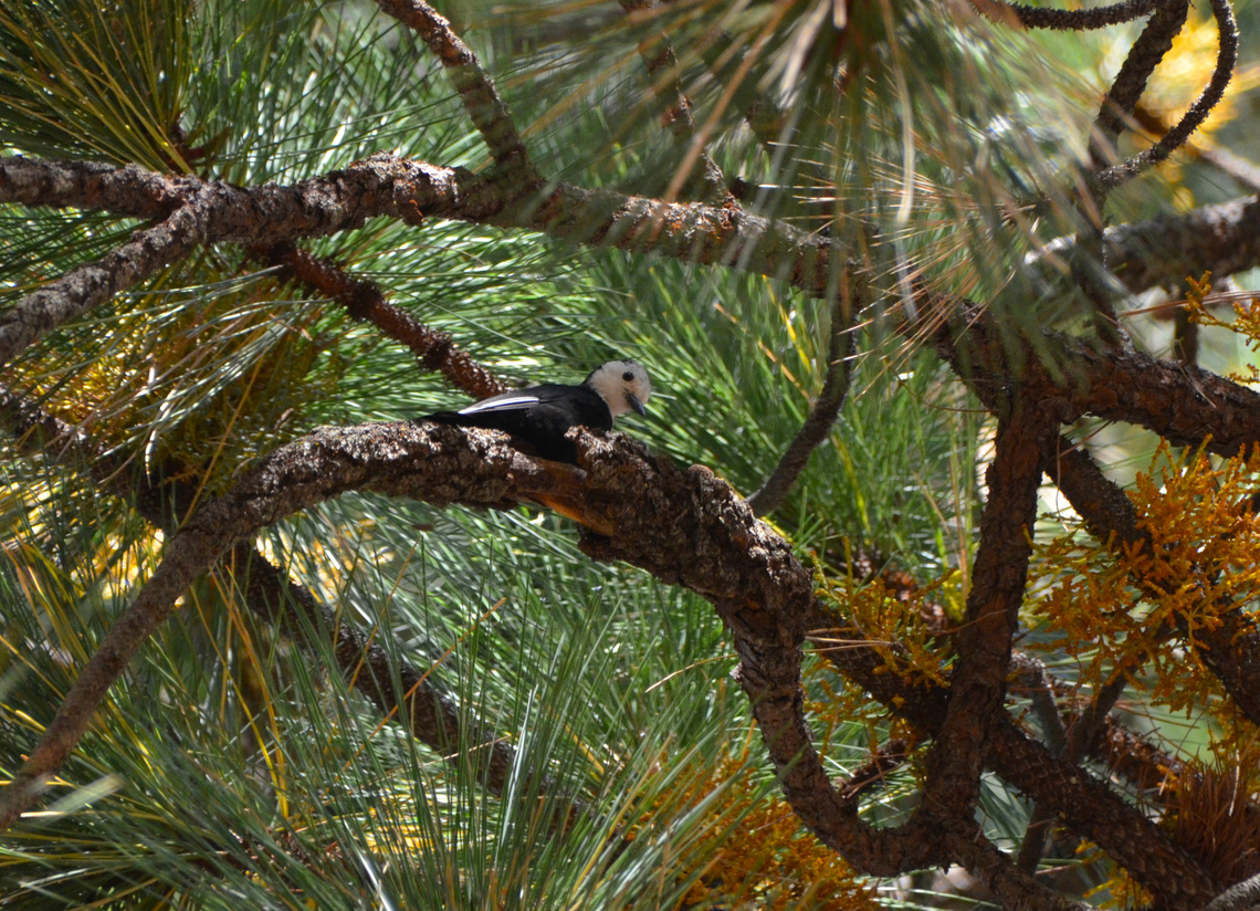 White-headed woodpecker - Leuconotopicus albolarvatus Kings Canyon National Park, CA. US Geotagged,Leuconotopicus albolarvatus,Summer,United States,White-headed woodpecker