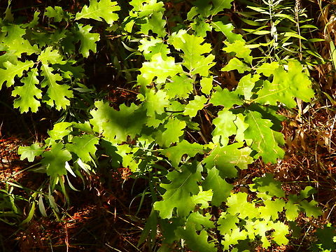 California black oak - Quercus kelloggii Kings Canyon National Park, CA. US Geotagged,Quercus kelloggii,Summer,United States