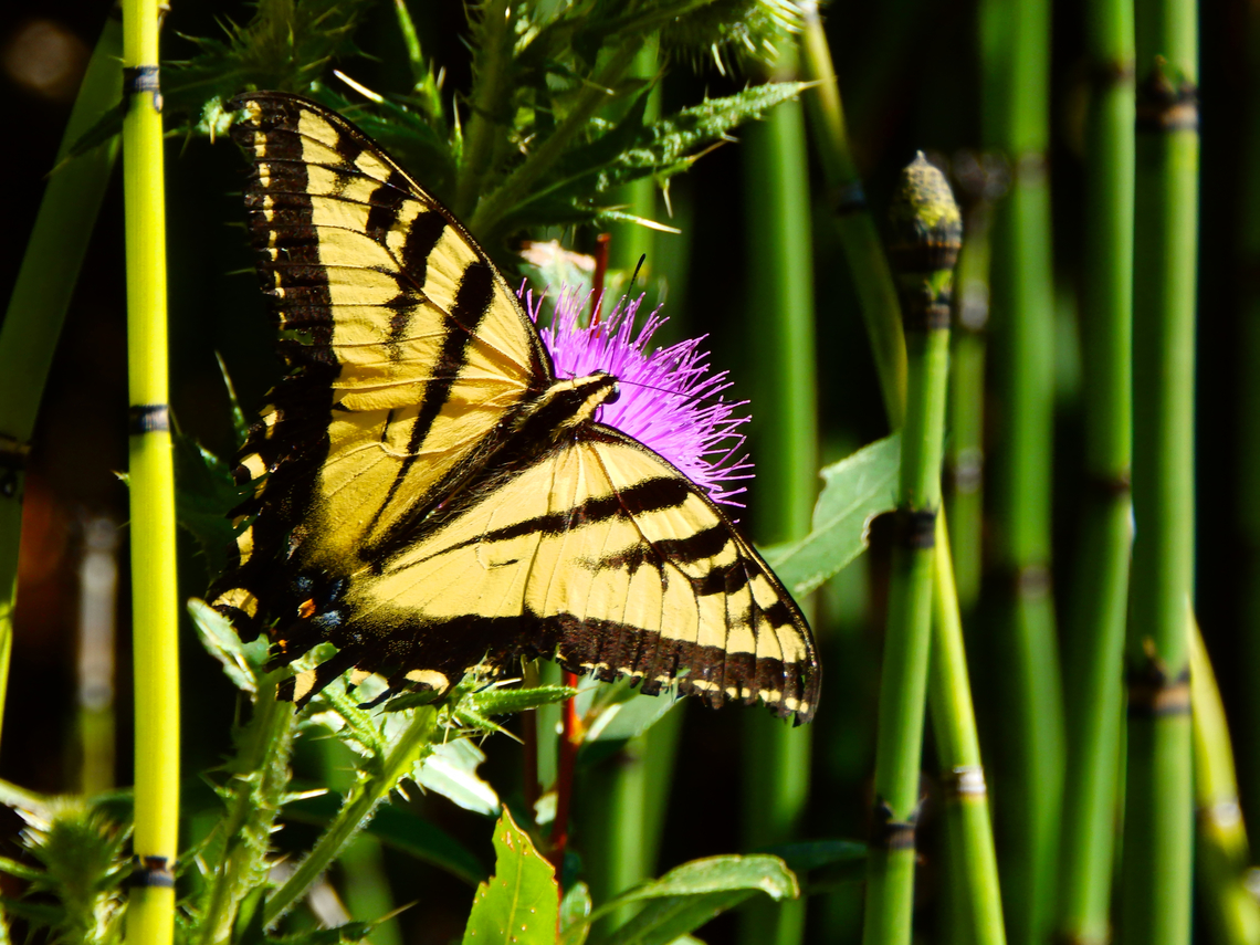Two-tailed Swallowtail - Papilio multicaudata Kings Canyon National Park, CA. US Geotagged,Papilio multicaudata,Summer,Two-tailed Swallowtail,United States