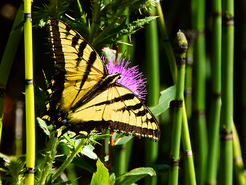 Two-tailed Swallowtail - Papilio multicaudata Kings Canyon National Park, CA. US Geotagged,Papilio multicaudata,Summer,Two-tailed Swallowtail,United States