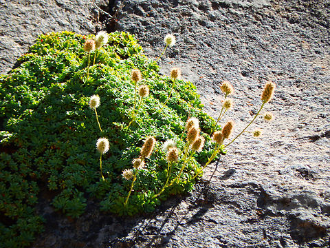 Petrophytum caespitosum Kings Canyon National Park, CA. US Geotagged,Petrophytum caespitosum,Summer,United States