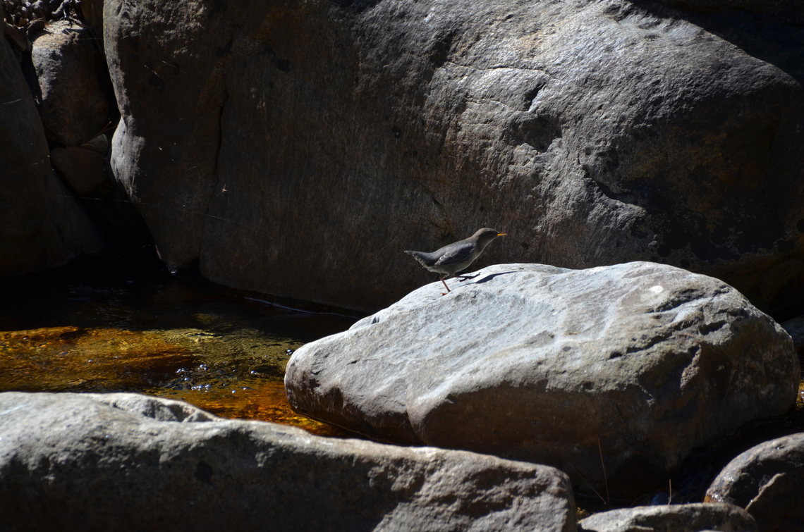 American Dipper - Cinclus mexicanus Kings Canyon National Park, CA. US American Dipper,Cinclus mexicanus,Geotagged,Summer,United States