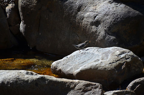 American Dipper - Cinclus mexicanus Kings Canyon National Park, CA. US American Dipper,Cinclus mexicanus,Geotagged,Summer,United States