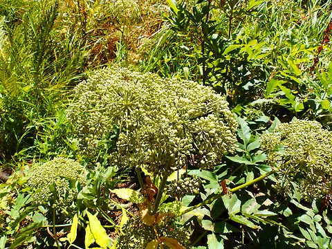 Call's angelica - Angelica callii General Grant Grove, Kings Canyon National Park, CA, US Angelica callii,Geotagged,Summer,United States