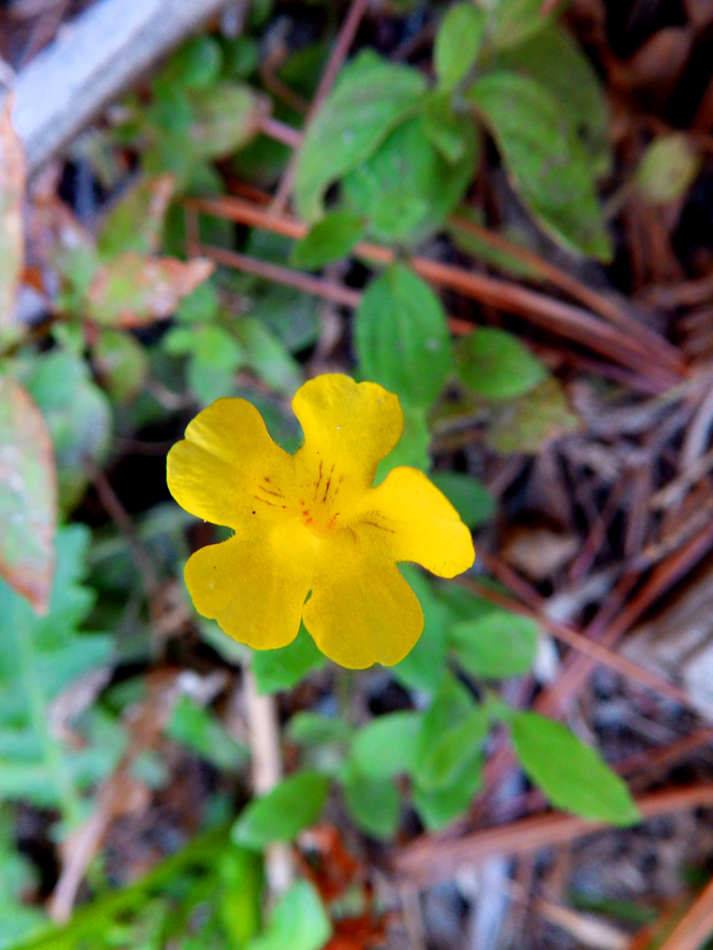 Musk Monkeyflower - Erythranthe moschata General Grant Grove, Kings Canyon National Park, CA, US Erythranthe moschata,Geotagged,Musk Monkeyflower,Summer,United States