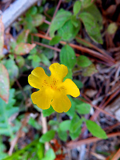Musk Monkeyflower - Erythranthe moschata General Grant Grove, Kings Canyon National Park, CA, US Erythranthe moschata,Geotagged,Musk Monkeyflower,Summer,United States