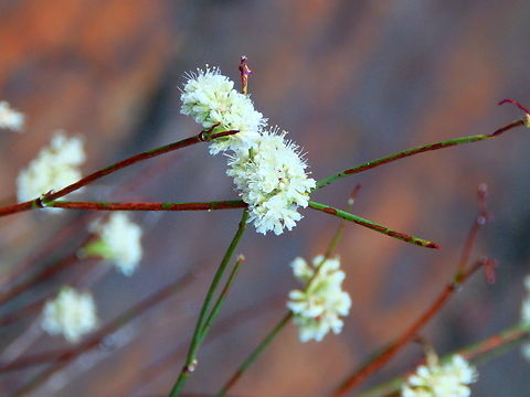Naked Buckwheat - Eriogonum nudum Riverside by Boyden Cavern area, Kings Canyon National Park, CA, US Eriogonum nudum,Geotagged,Naked Buckwheat,Summer,United States