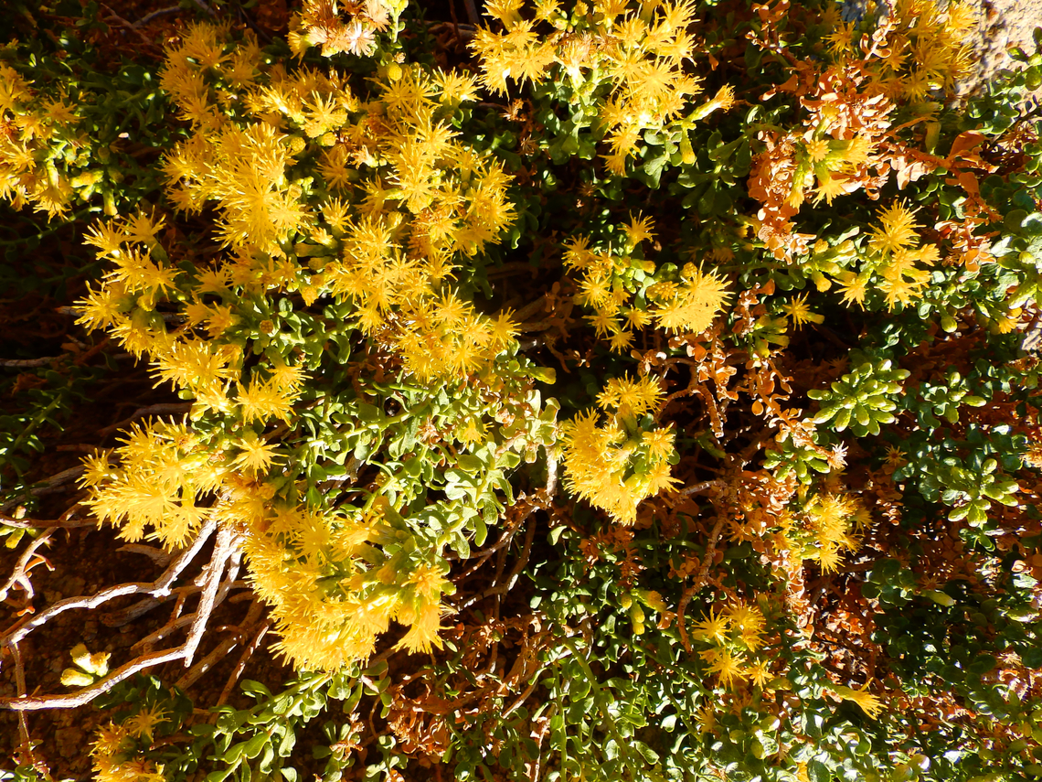 Cliff goldenbush - Ericameria cuneata Alabama Hills, CA, US Ericameria cuneata,Ericameria_cuneata,Geotagged,Summer,United States