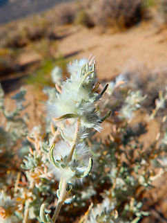 Winterfat - Krascheninnikovia lanata Alabama Hills, CA, US Geotagged,Krascheninnikovia lanata,Summer,United States,Winterfat