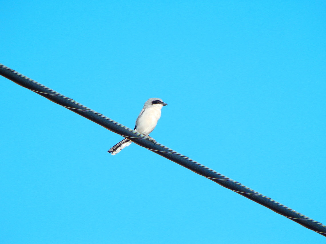 Loggerhead shrike - Lanius ludovicianus Alabama Hills, CA, US Geotagged,Lanius ludovicianus,Loggerhead shrike,Summer,United States