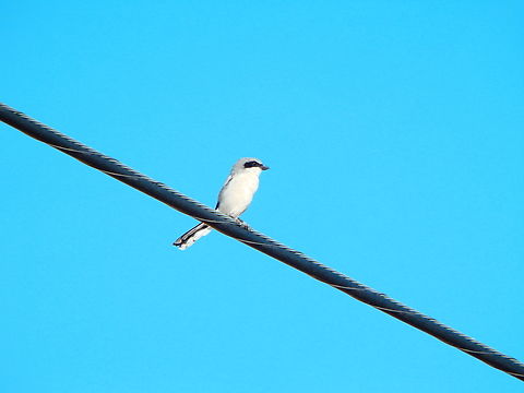 Loggerhead shrike - Lanius ludovicianus Alabama Hills, CA, US Geotagged,Lanius ludovicianus,Loggerhead shrike,Summer,United States