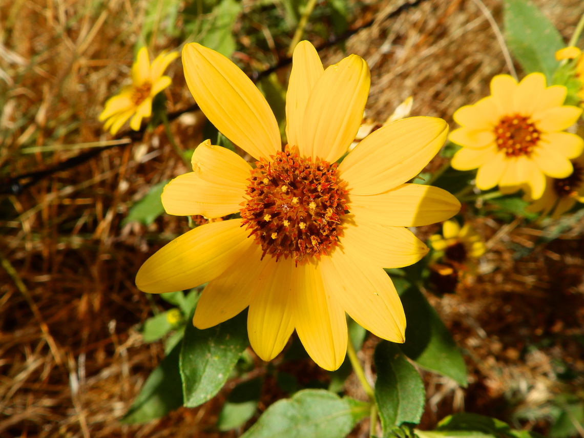 Helianthus Alabama Hills, CA, US Geotagged,Summer,United States