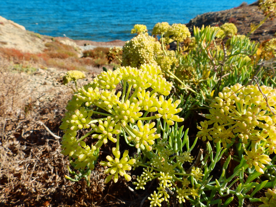 Rock Samphire - Crithmum maritimum Tabarca Island. Crithmum maritimum,Fall,Geotagged,Rock Samphire,Spain
